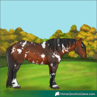 Horse Color:White Spotted Bay 