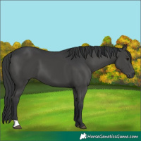 Horse Color:Black 