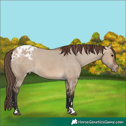 Horse Color:Brown Dun Appaloosa 