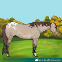Horse Color:Brown Dun Appaloosa 