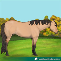Horse Color:Bay Dun