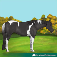 Horse Color:Smoky Black Tobiano 