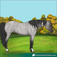 Horse Color:Grullo Roan 