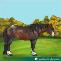 Horse Color:Brown Sabino Tobiano 