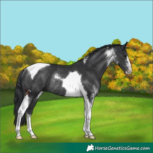 Horse Color:Black Sabino Tobiano Rabicano 