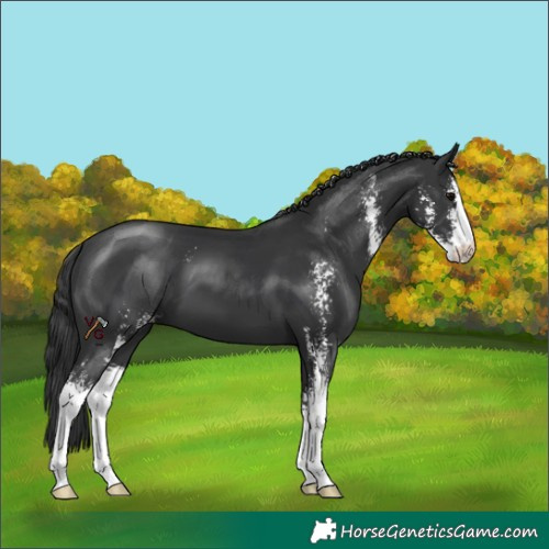 Horse Color:Black Sabino 