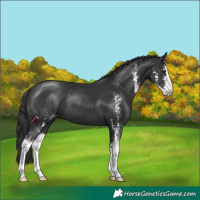 Horse Color:Black Sabino