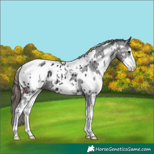 Horse Color:White Spotted Smoky Black Sabino Appaloosa 