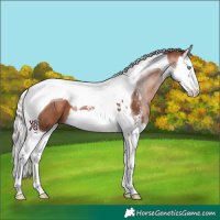 Horse Color:Silver Brown Sabino Splash Tobiano 