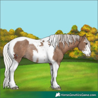 Horse Color:Silver Black Sabino Tobiano Rabicano