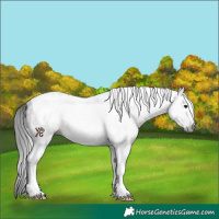 Horse Color:Gray Brown Tobiano Rabicano 
