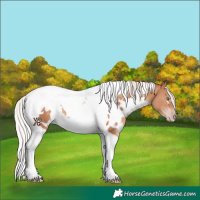 Horse Color:White Spotted Silver Classic Champagne Tobiano
