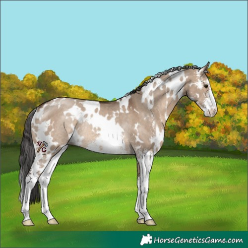 Horse Color:White Spotted Brown Dun Sabino Rabicano 