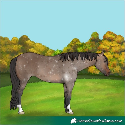Horse Color:Brown Dun 
