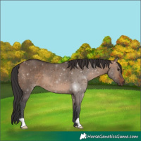 Horse Color:Brown Dun 