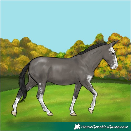 Horse Color:Grullo Sabino 