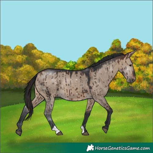 Horse Color:Brown Dun Brindle 