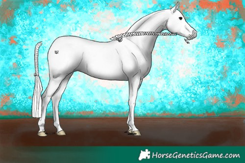 Horse Color:Gray Black Near Leopard