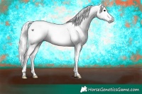 Horse Color:Gray Black Appaloosa