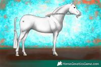 Horse Color:Gray Black Appaloosa