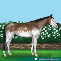 Horse Color:Gray White Spotted Amber Champagne 