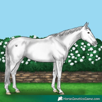 Horse Color:Gray White Spotted Grullo Appaloosa 