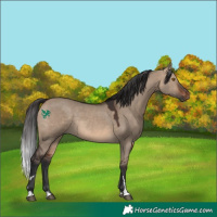 Horse Color:Brown Dun Rabicano 