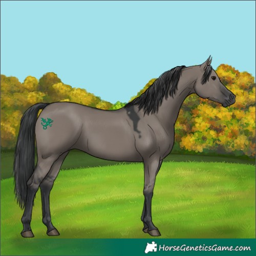 Horse Color:Grullo 
