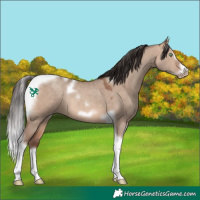 Horse Color:Sable Champagne Dun Splash Tobiano Frame Rabicano 