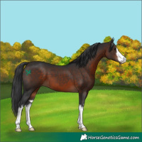 Horse Color:White Spotted Bay 