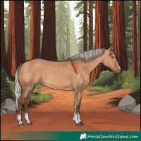 Horse Color:Silver Bay Dun Sabino 