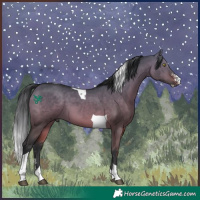 Horse Color:Bay Dun Sabino Tobiano 