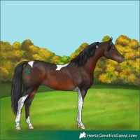 Horse Color:Bay Tobiano 