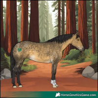 Horse Color:Buckskin Dun 