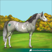 Horse Color:White Spotted Bay Pearl Dun Sabino Splash 