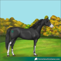 Horse Color:Black Sabino 