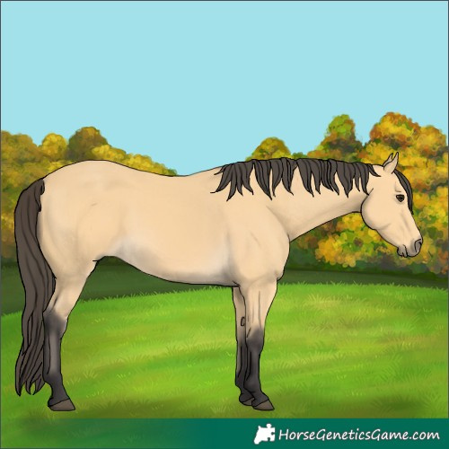 Horse Color:Buckskin 