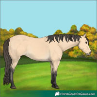 Horse Color:Buckskin
