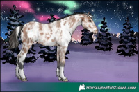 Horse Color:White Spotted Bay Ice