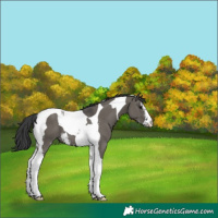 Horse Color:Grullo Sabino Tobiano 