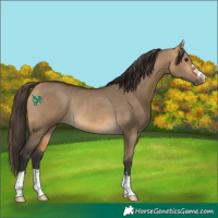Horse Color:Buckskin Dun Rabicano 