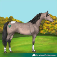 Horse Color:Platinum Bay Tobiano 