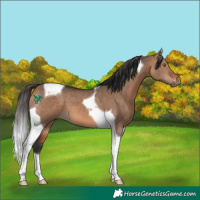 Horse Color:Bay Dun Tobiano 