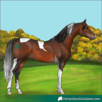 Horse Color:Brown Tobiano 