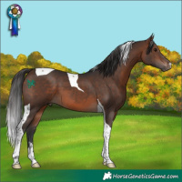 Horse Color:Brown Tobiano 