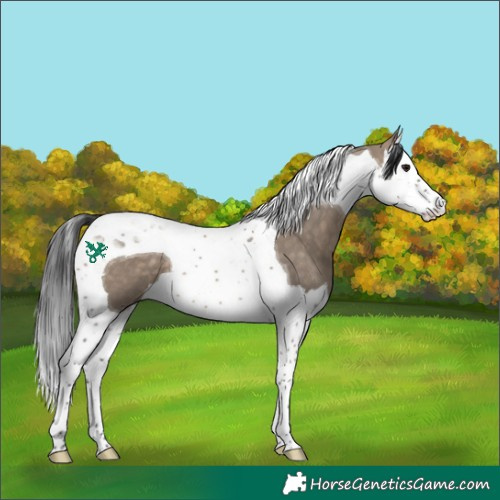Horse Color:Brown Dun Splash Tobiano