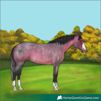 Horse Color:Brown Roan 