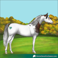 Horse Color:Bay Splash Tobiano Frame Rabicano 
