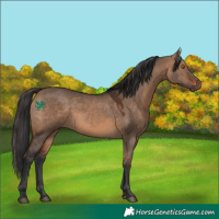Horse Color:Brown Dun 