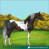 Horse Color:Bay Tobiano 